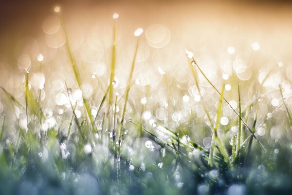 Iridescent dew drops on the grass