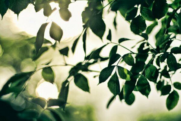 Helles Foto der schönen Natur