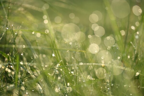 Hierba verde y gotas de rocío