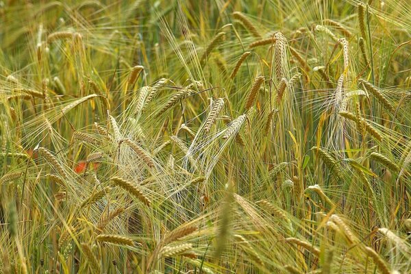 Luxury wheat of rural meadows