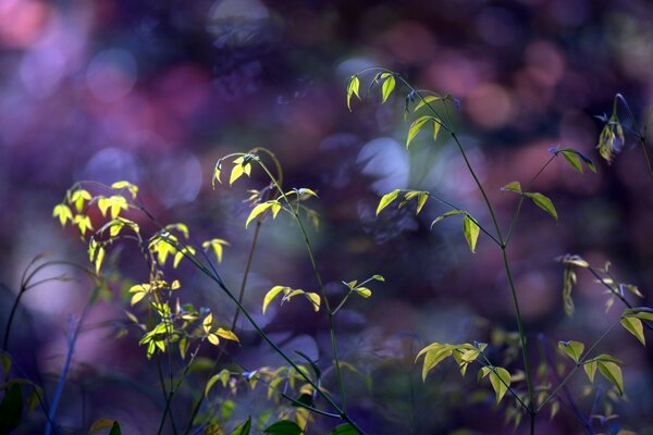 Thin branches of green bushes on a blurry purple background