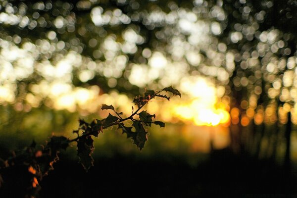 Puesta de sol en el Jardín. Naturaleza. Arbolado