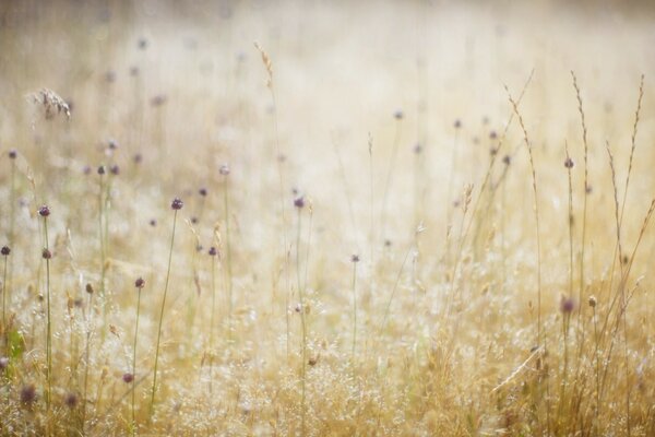 Cute low-key meadow grass