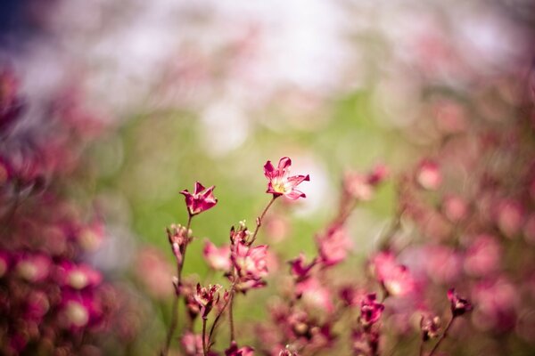 弗洛拉。 鲜花。 桌面屏幕保护程序