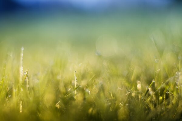 Morning grass in the hayfield