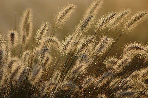 Trigo. Campo. Close-up