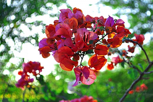 No jardim. Plantas na natureza. Folha