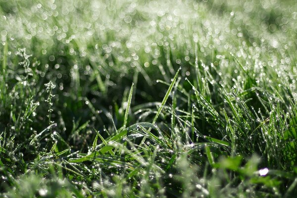 Grande radura e acqua sugli steli