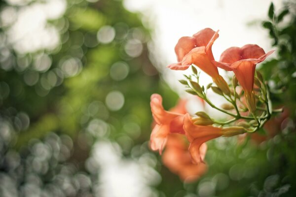 Delicate peach flowers on a bokeh background