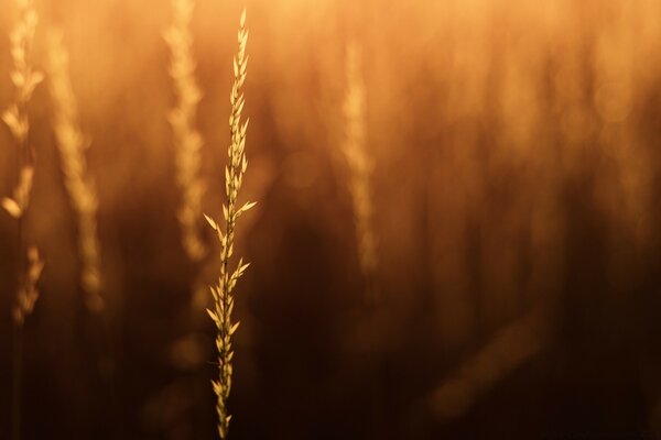 Amanhecer quente iluminando a natureza