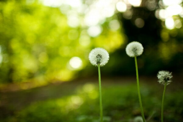 Diente de León blanco en el césped verde