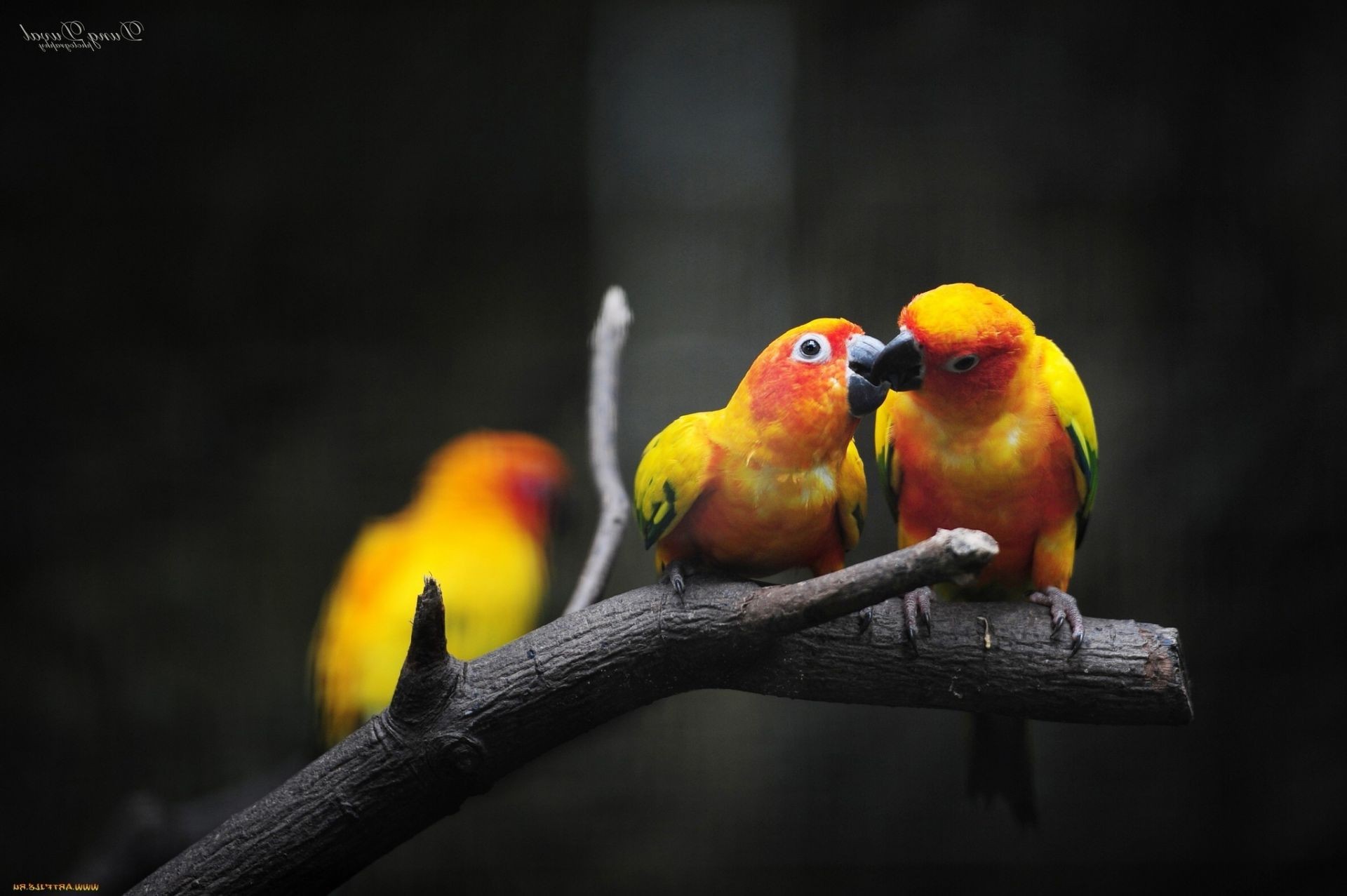 animales aves vida silvestre naturaleza al aire libre loro tropical