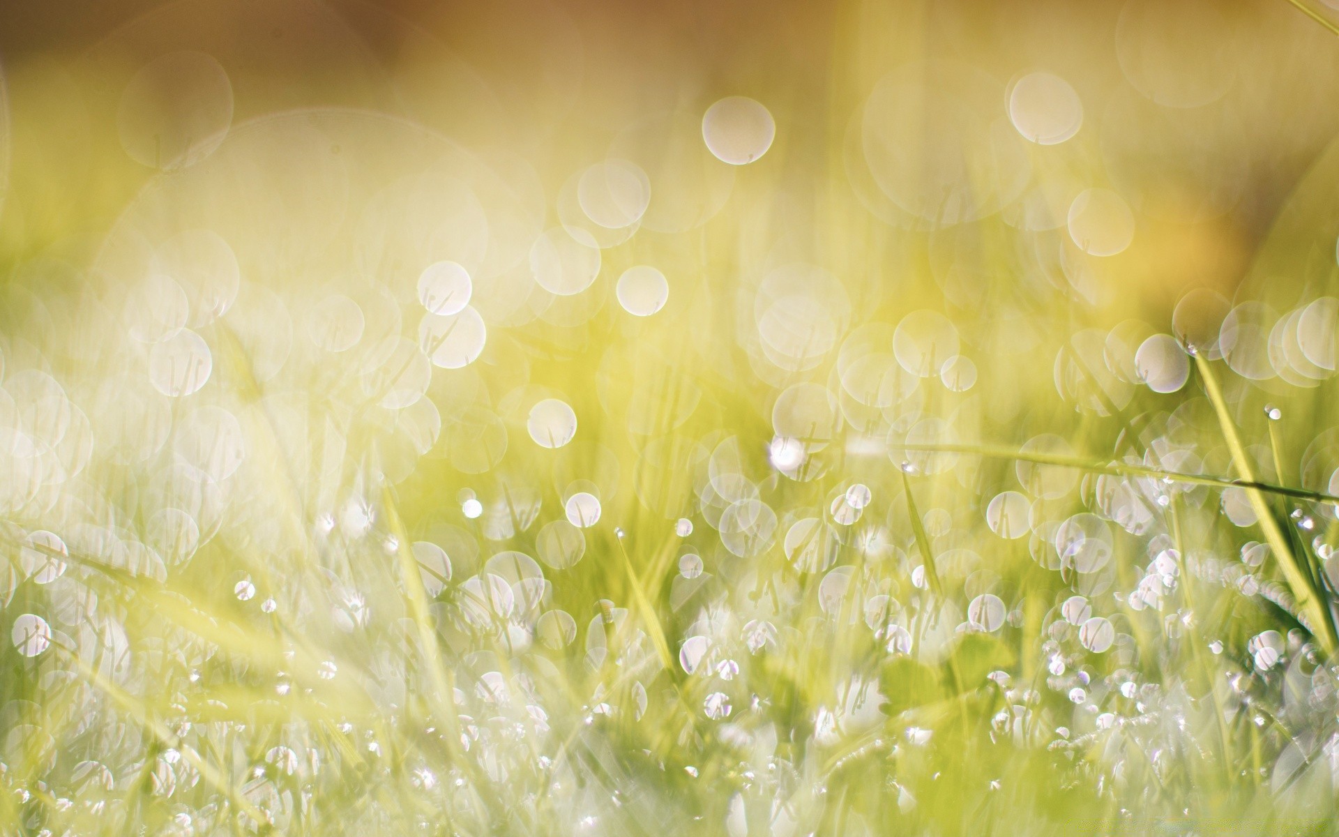 bokeh rosa deszcz spadek pulpit światło mokro świeci woda jasny streszczenie kolor natura rozmycie świeżość zbliżenie tekstura bańka krople ciecz