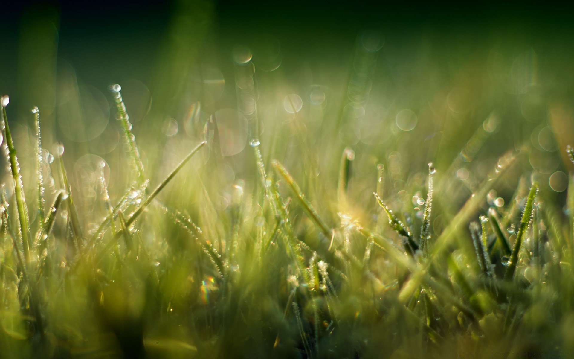 bokeh çimen güneş saman alan şafak çim güzel hava çiy yaz doğa kırsal büyüme bahçe flora yemyeşil ışık yaprak yağmur mera bulanıklık