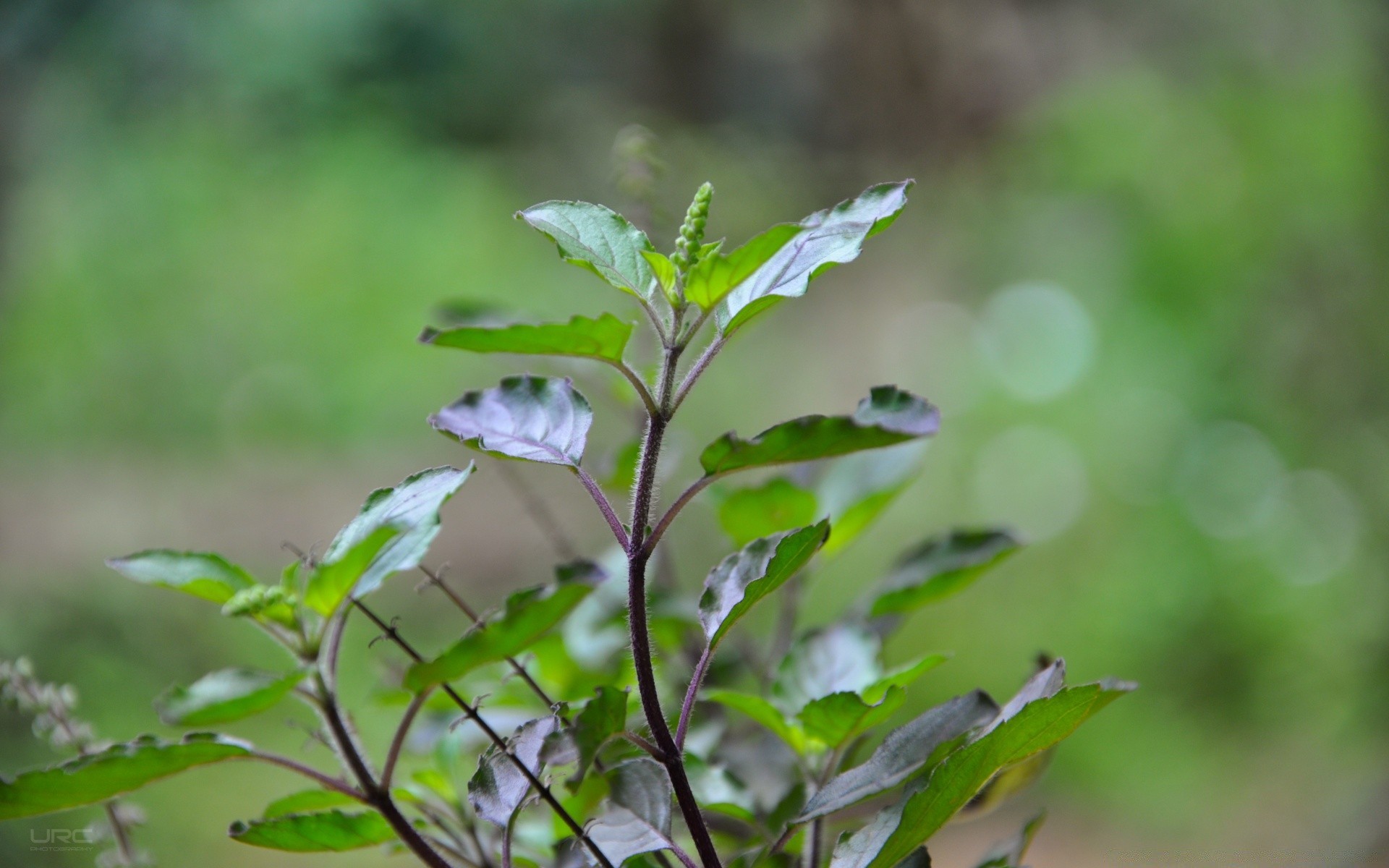 bokeh liść flora natura wzrost lato ogród środowisko na zewnątrz zbliżenie świeżość drzewo jedzenie trawa jasny