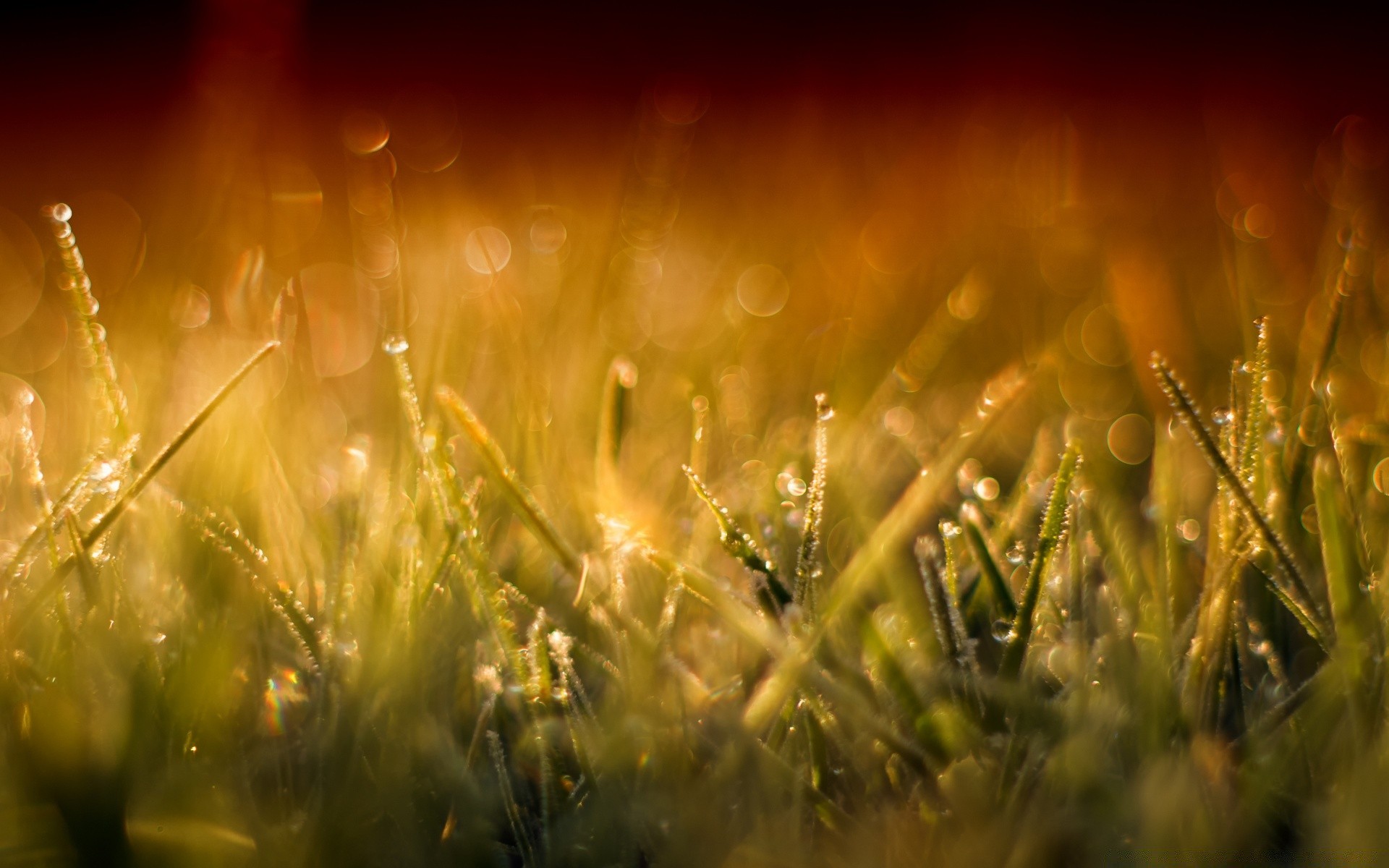 bokeh herbe champ soleil or foin lumineux aube nature rural coucher de soleil été flou beau temps pelouse saison lumière