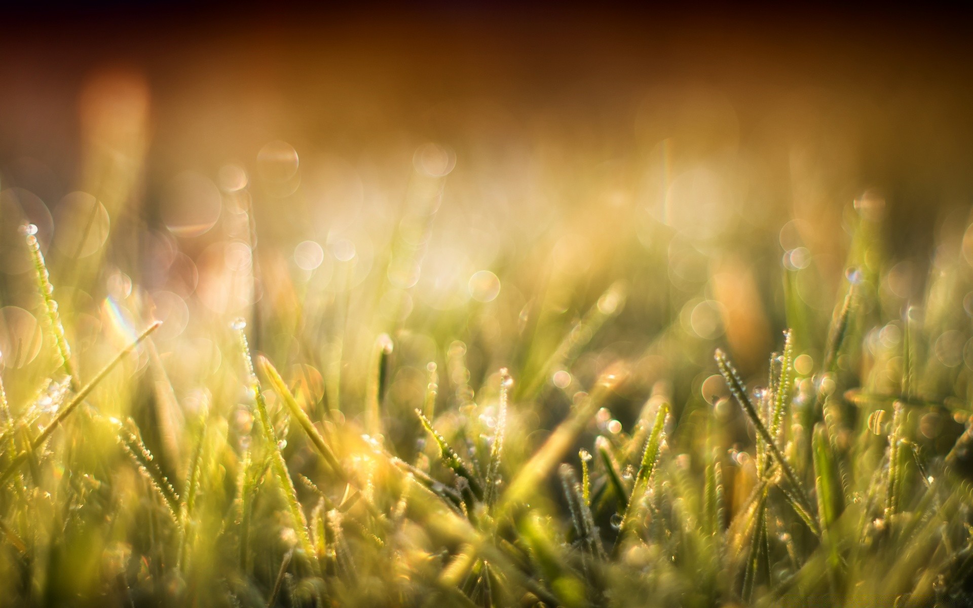 bokeh grass field sun blur rural hayfield growth summer fair weather focus dawn pasture farm nature flora bright wheat lawn gold cereal