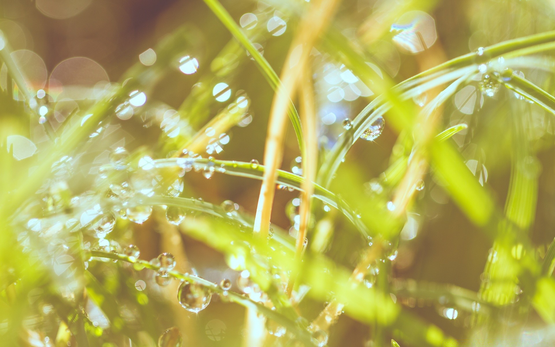 bokeh natura flora pulpit woda spadek deszcz lato trawa liść ogród streszczenie rozmycie kolor zbliżenie rosa mokry słońce dobra pogoda piękne