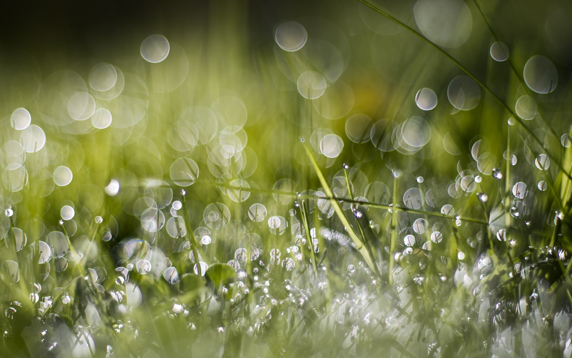 bokeh rocío lluvia caída hierba césped claro flora brillante heno naturaleza escritorio gotas jardín frescura húmedo brilla pureza color amanecer medio ambiente