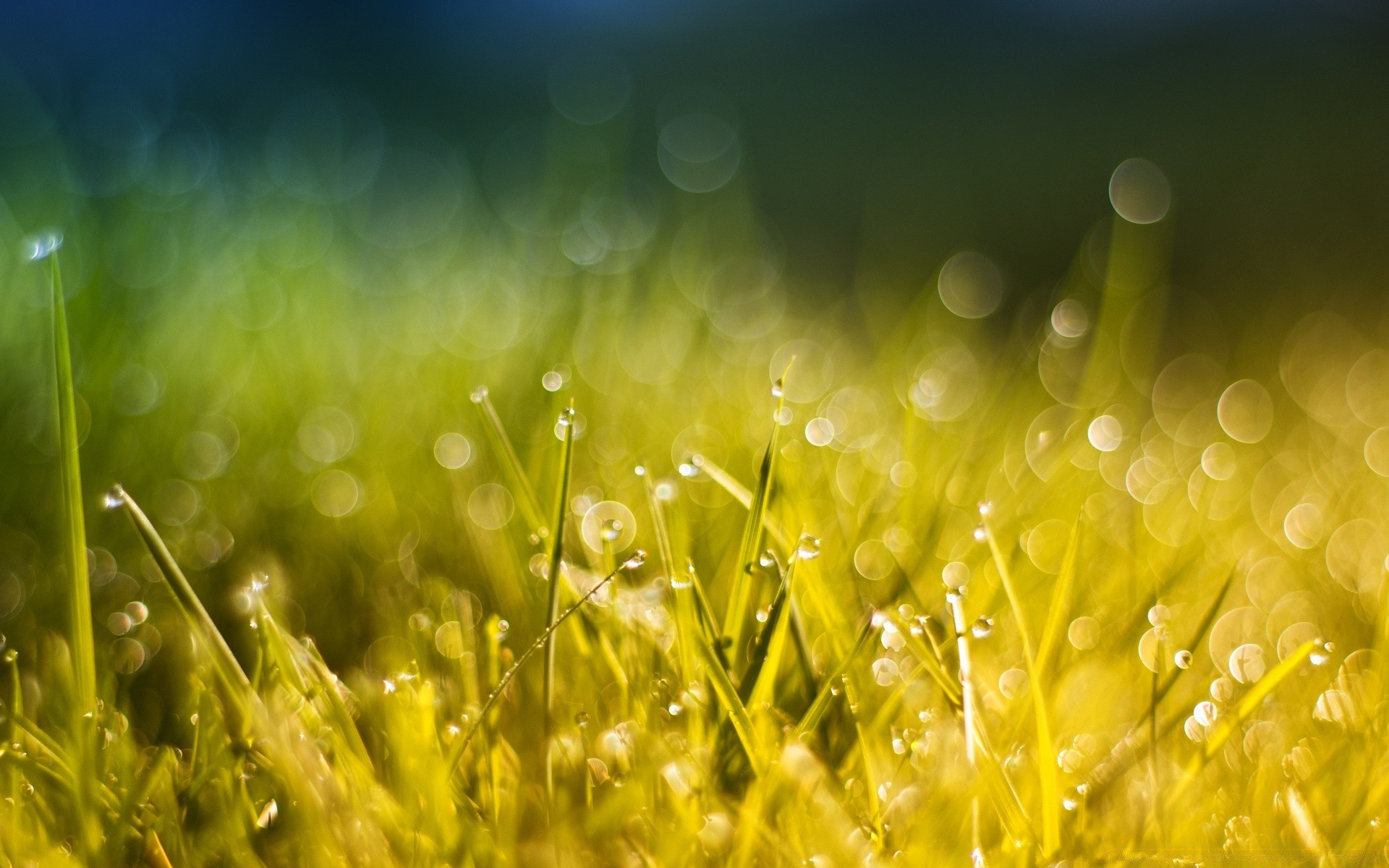 bokeh grass hayfield sun field lawn summer nature flora dew fair weather rural dawn garden growth lush season rain bright pasture farm