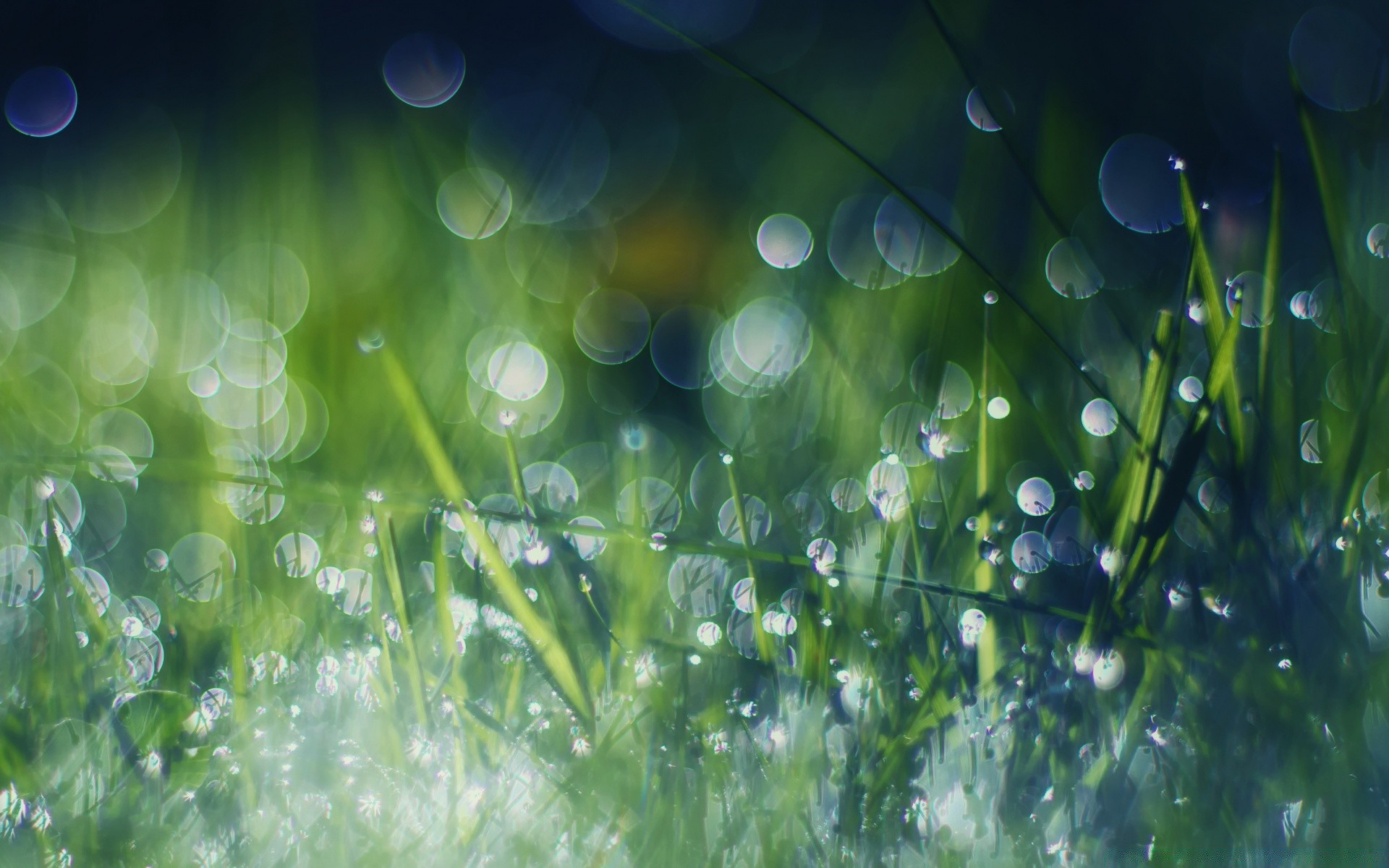 bokeh rasen tau flora gras regen tropfen heuhaufen garten hell üppig desktop natur blatt farbe tropfen sommer mittwoch sonne gutes wetter jahreszeit