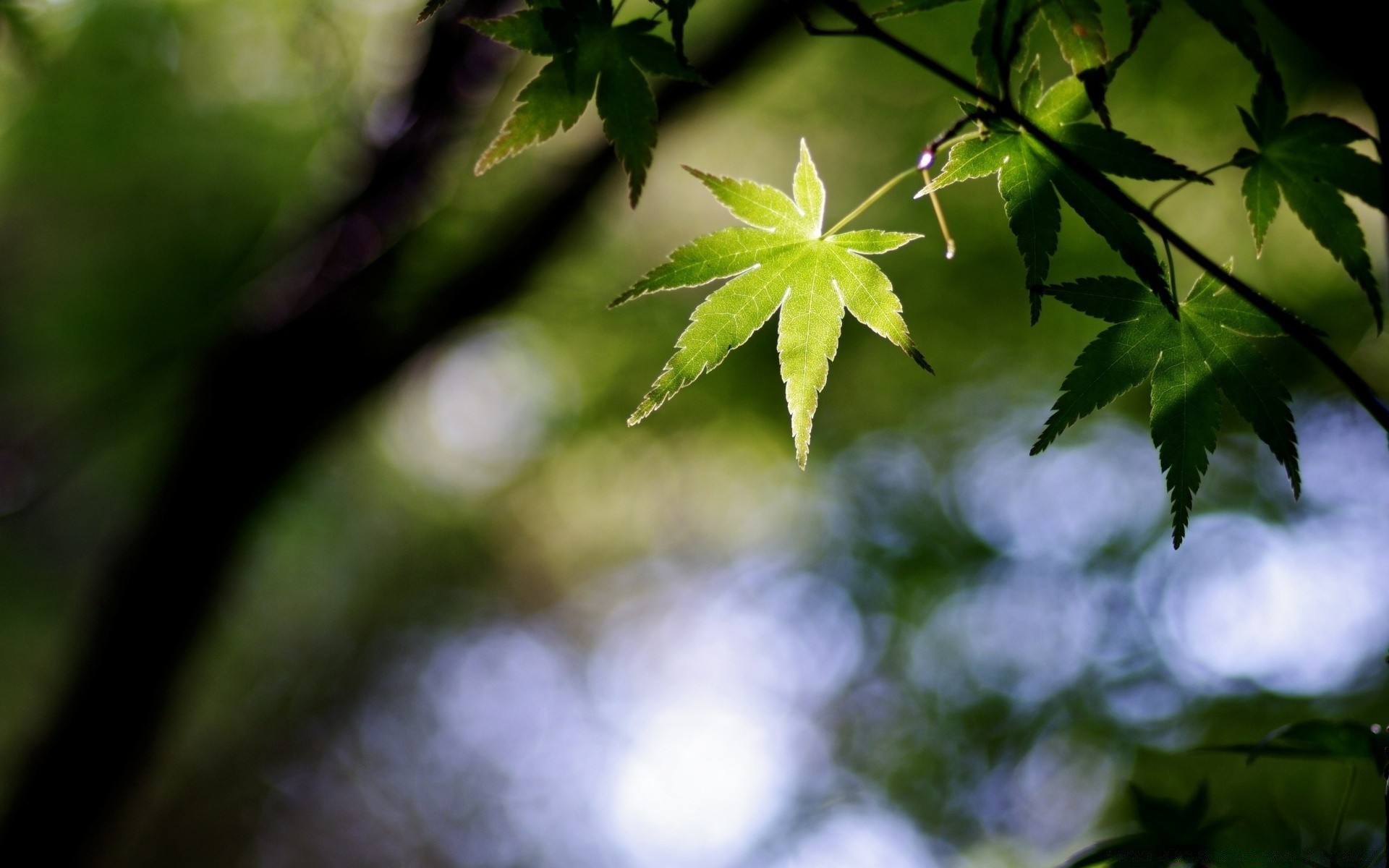 散景 叶 模糊 自然 生长 植物群 郁郁葱葱 户外 木材 环境 木材 夏天 花园 光 颜色 明亮 太阳 好天气