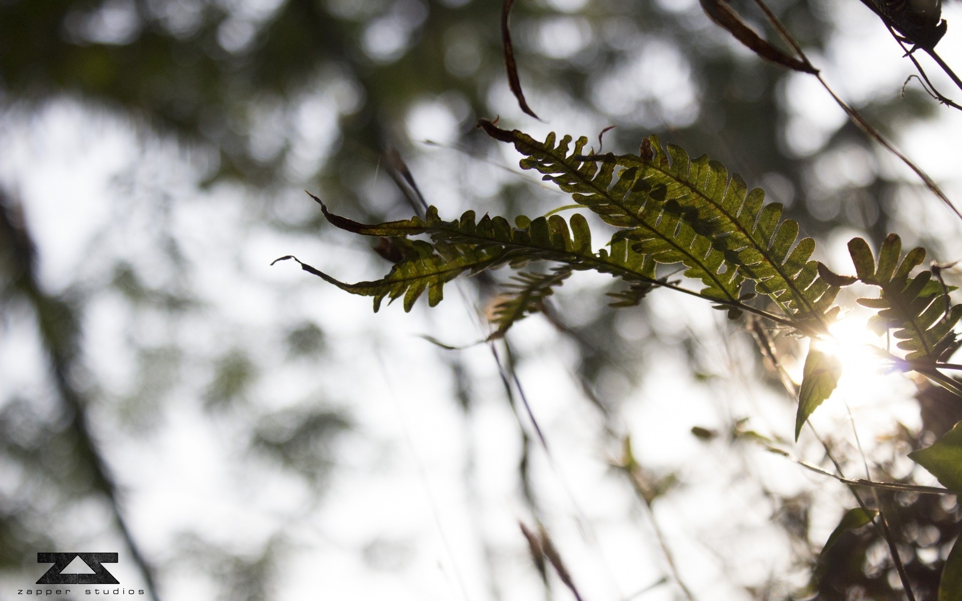 bokeh nature arbre à l extérieur feuille lumière bois flore branche parc fleur environnement jardin saison gros plan hiver insecte soleil couleur croissance