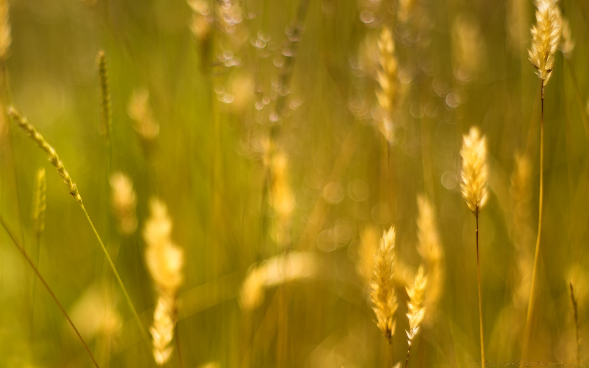 bokeh wzrost natura słońce lato świt dobra pogoda wiejskie pole na zewnątrz flora liść trawa jasny pszenica rolnictwo