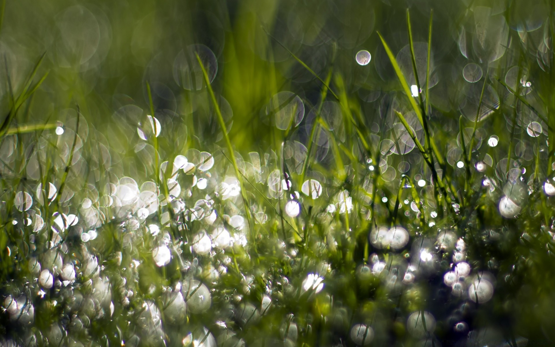 bokeh hierba naturaleza heno flora verano campo medio ambiente jardín temporada caída rocío césped lluvia buen tiempo frescura sol amanecer crecimiento flor color