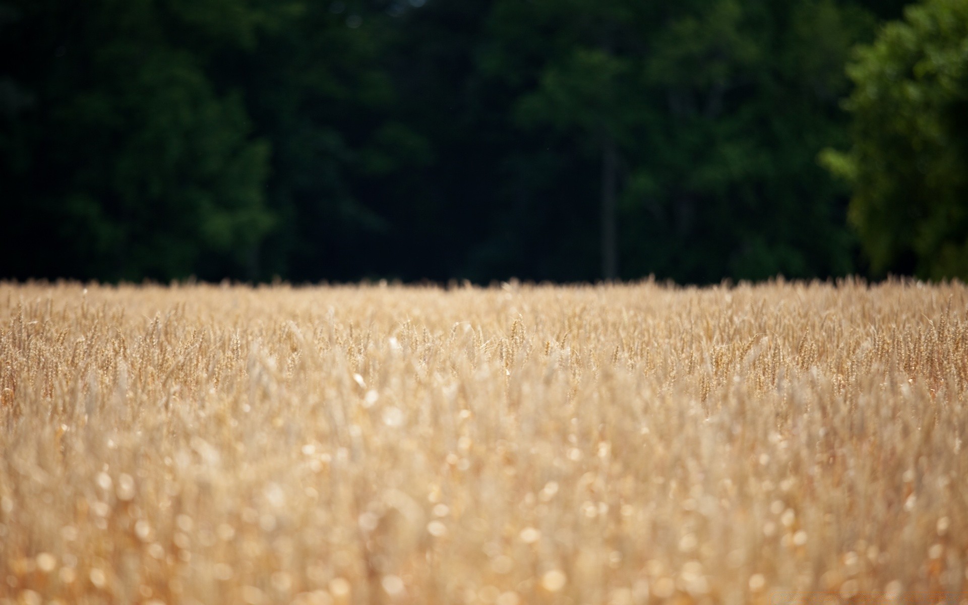 bokeh trigo cereales pasto campo naturaleza rural cosecha agricultura maíz paja pan campo centeno crecimiento oro granja hierba verano al aire libre