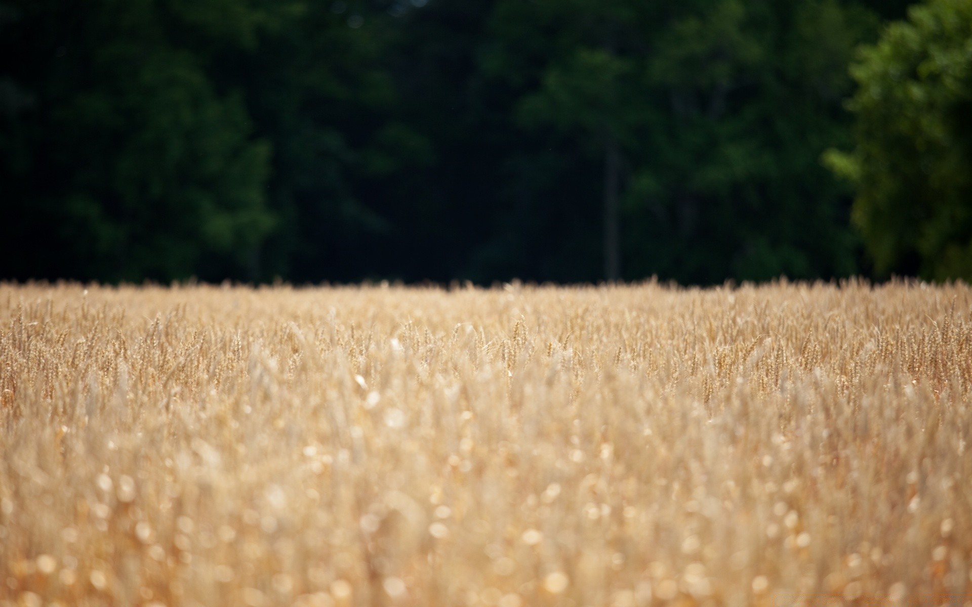 bokeh wheat cereal pasture field nature rural crop agriculture corn straw bread countryside rye growth gold farm grass summer outdoors