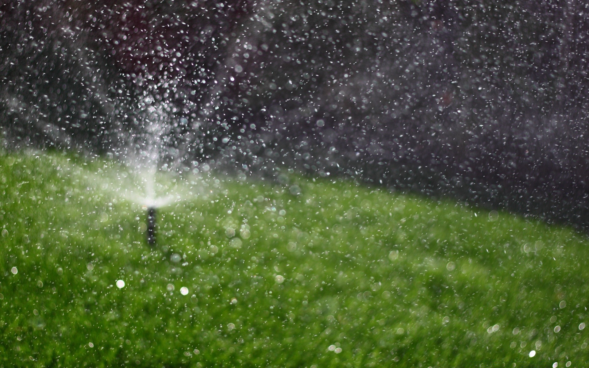 bokeh rain grass sprinkler drop nature desktop outdoors dew water wet bright shining