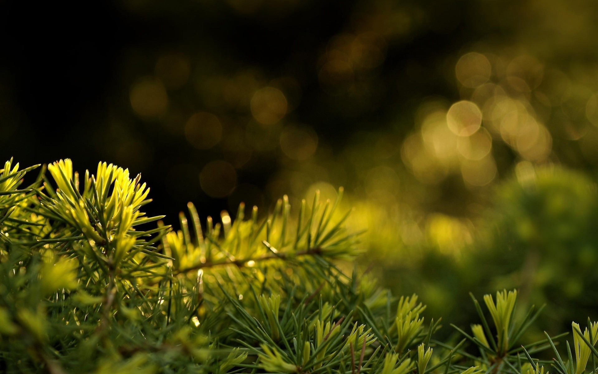 bokeh baum natur unschärfe evergreen weihnachten flora zweig nadeln blatt winter nadelbaum kiefer jahreszeit hell farbe sonne dof im freien schließen