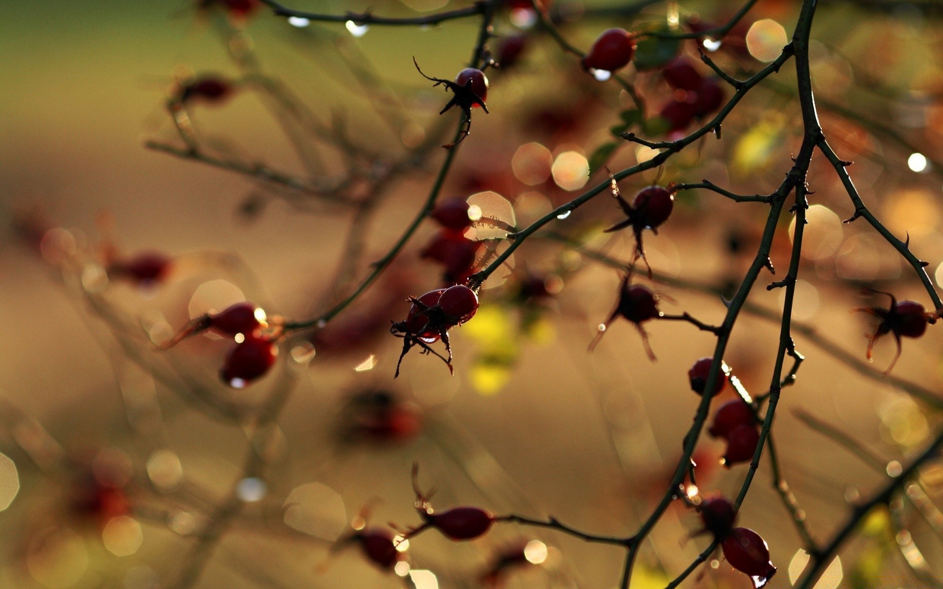 bokeh natureza inverno ramo ao ar livre borrão folha sol natal árvore outono dof bom tempo verão