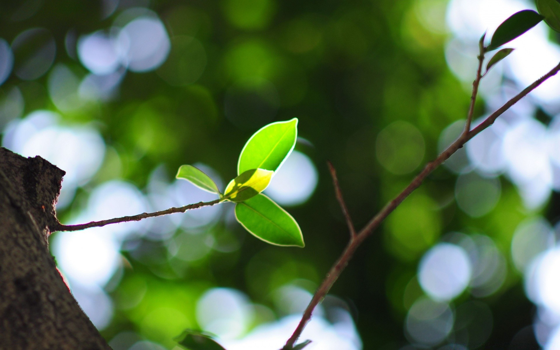 bokeh leaf tree nature blur flora branch garden growth color focus summer outdoors bright close-up