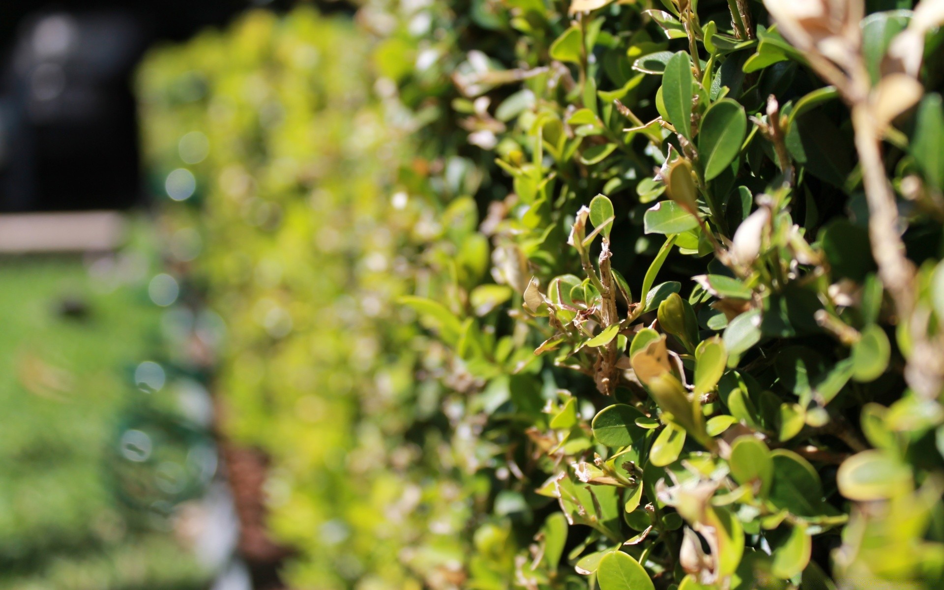 bokeh flora leaf nature garden growth tree shrub close-up flower summer food color branch desktop botanical park agriculture environment