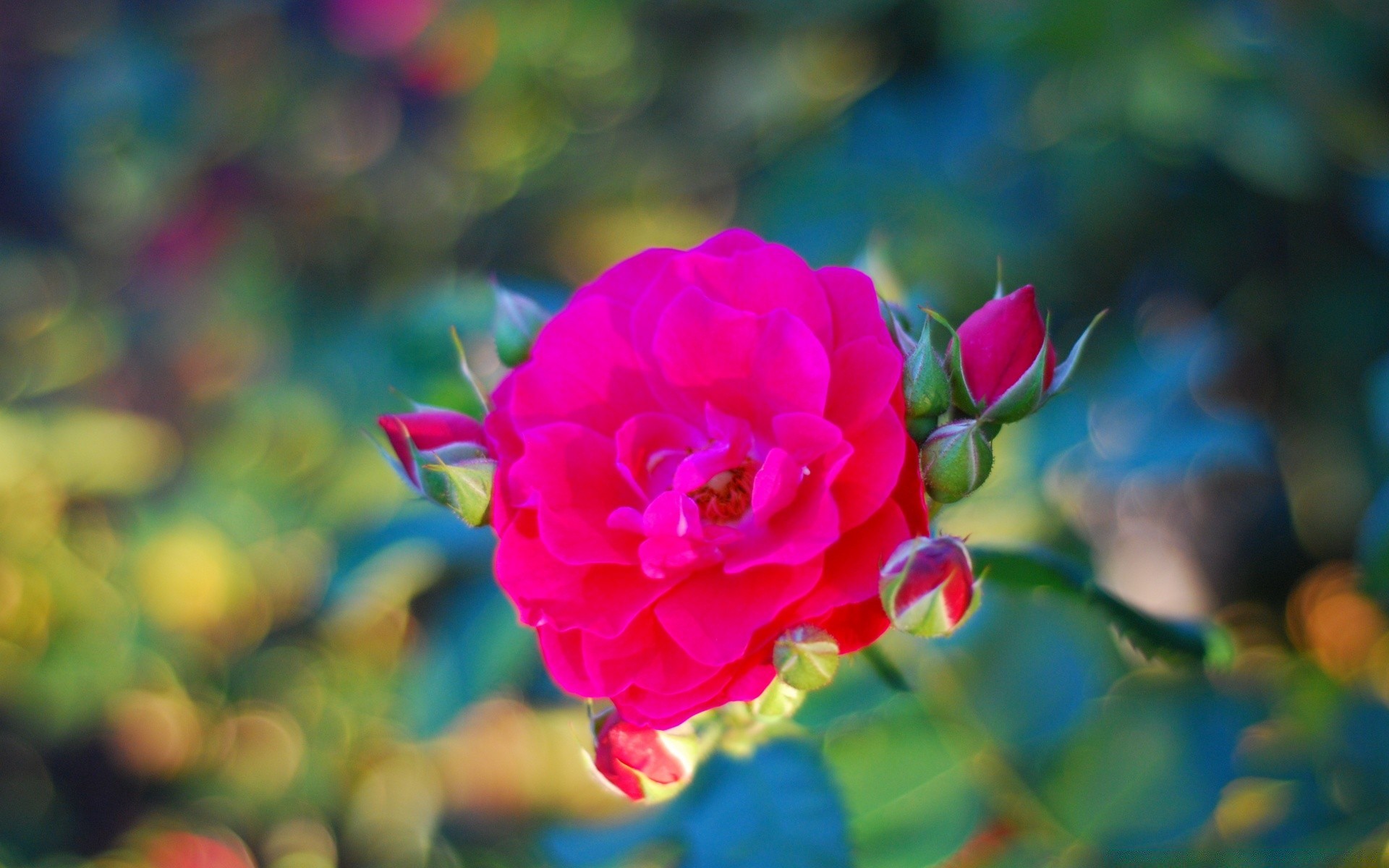 bokeh flower rose nature garden flora leaf petal summer floral blooming color beautiful outdoors love bright growth romance