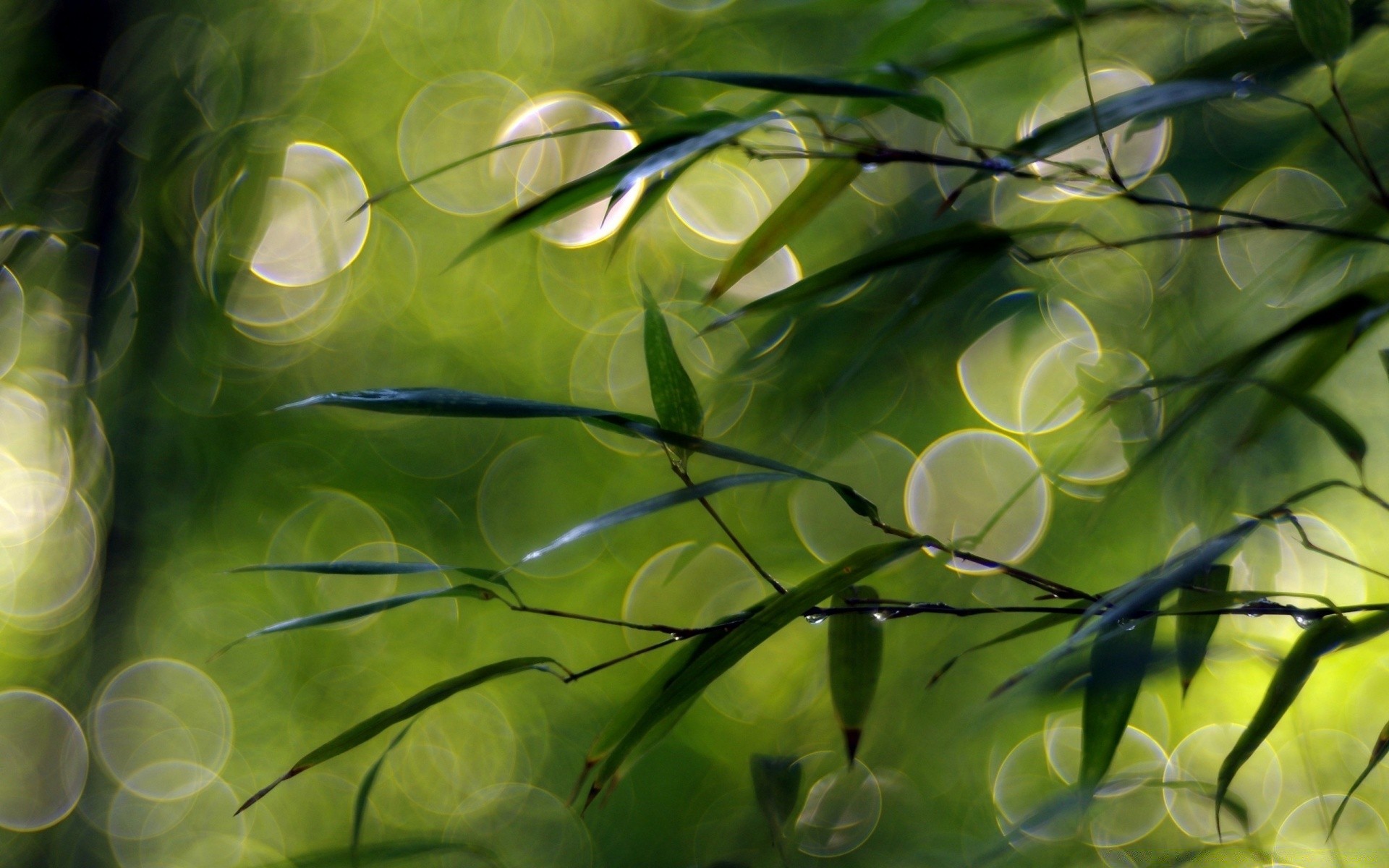 bokeh folha flora área de trabalho natureza cor jardim brilhante frescura close-up verão bela luz abstrato ambiente