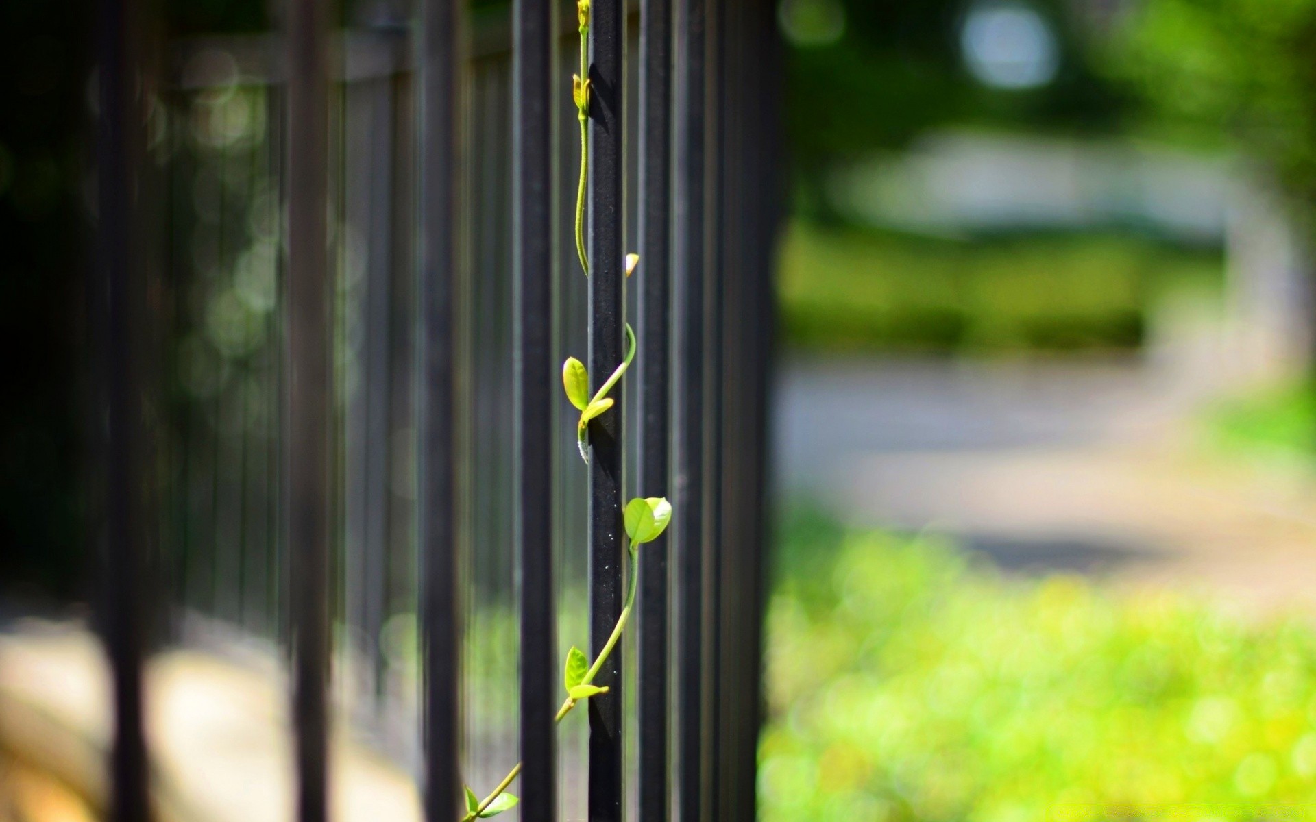 bokeh leaf flora nature wood garden tree outdoors growth summer color flower desktop