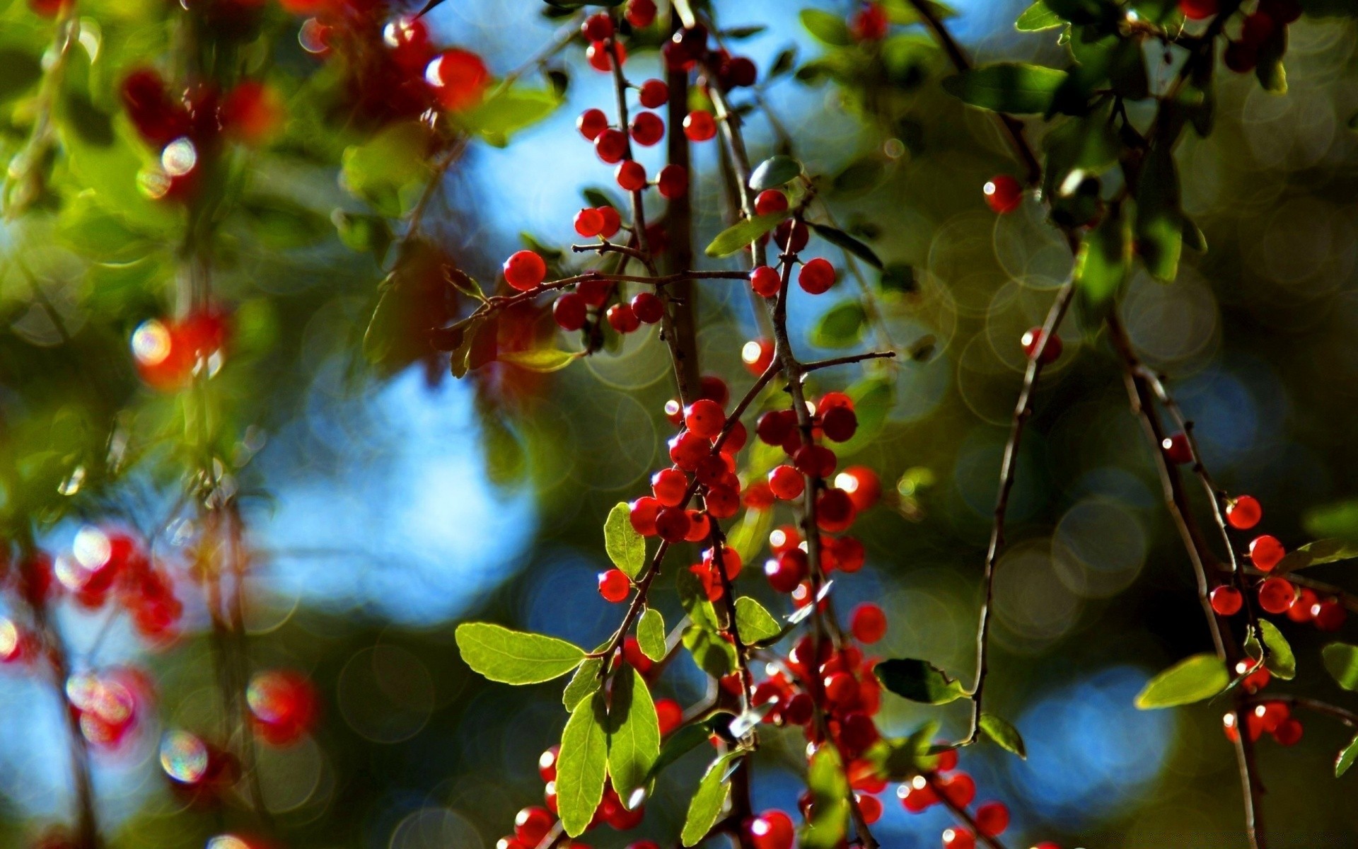 bokeh arbre nature feuille branche fruits baie saison couleur jardin été flore arbuste hiver lumineux noël gros plan alimentaire automne