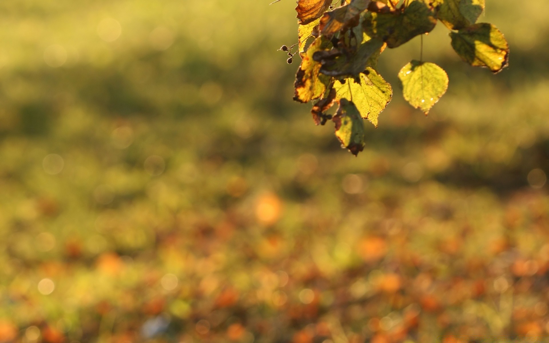 bokeh liść natura drzewo jesień flora na zewnątrz kwiat sezon krajobraz kolor wzrost dobra pogoda rozmycie ogród słońce pulpit oddział środowisko rolnictwo