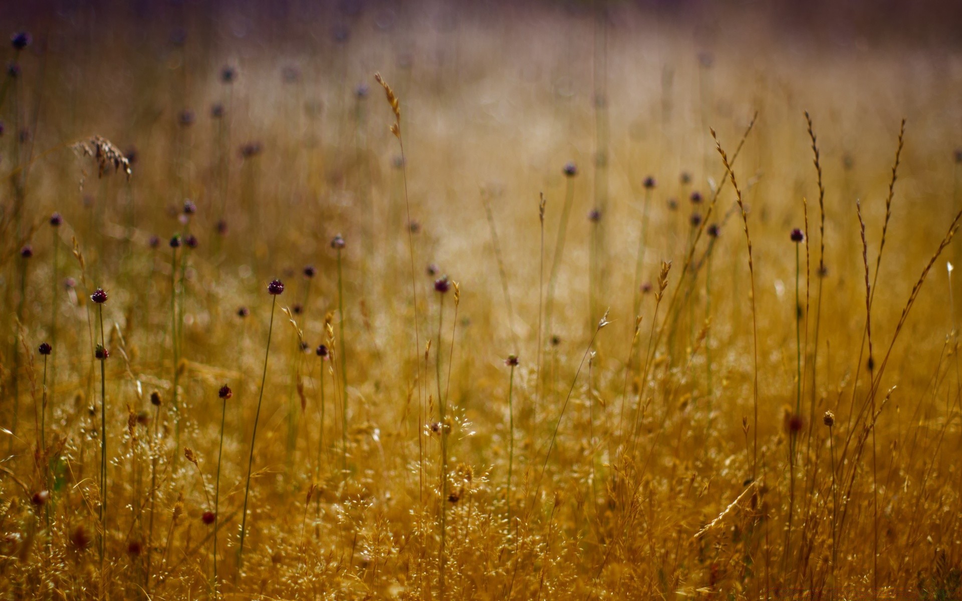 bokeh bureau nature herbe automne texture sec couleur champ à l extérieur or résumé