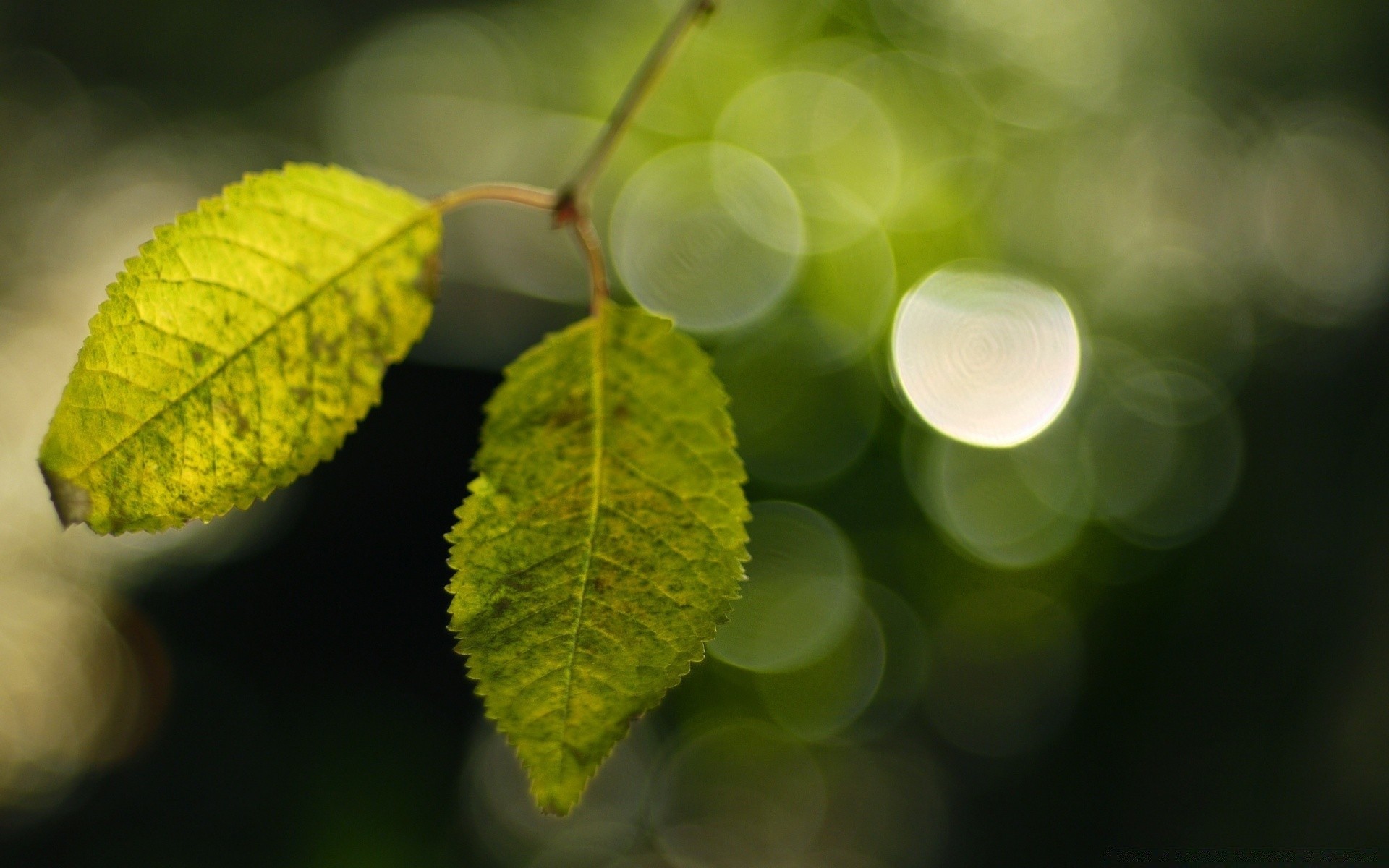 bokeh yaprak doğa flora yakın çekim ağaç büyüme renk bahçe parlak masaüstü şube ışık tazelik yaz ortamlar yağmur