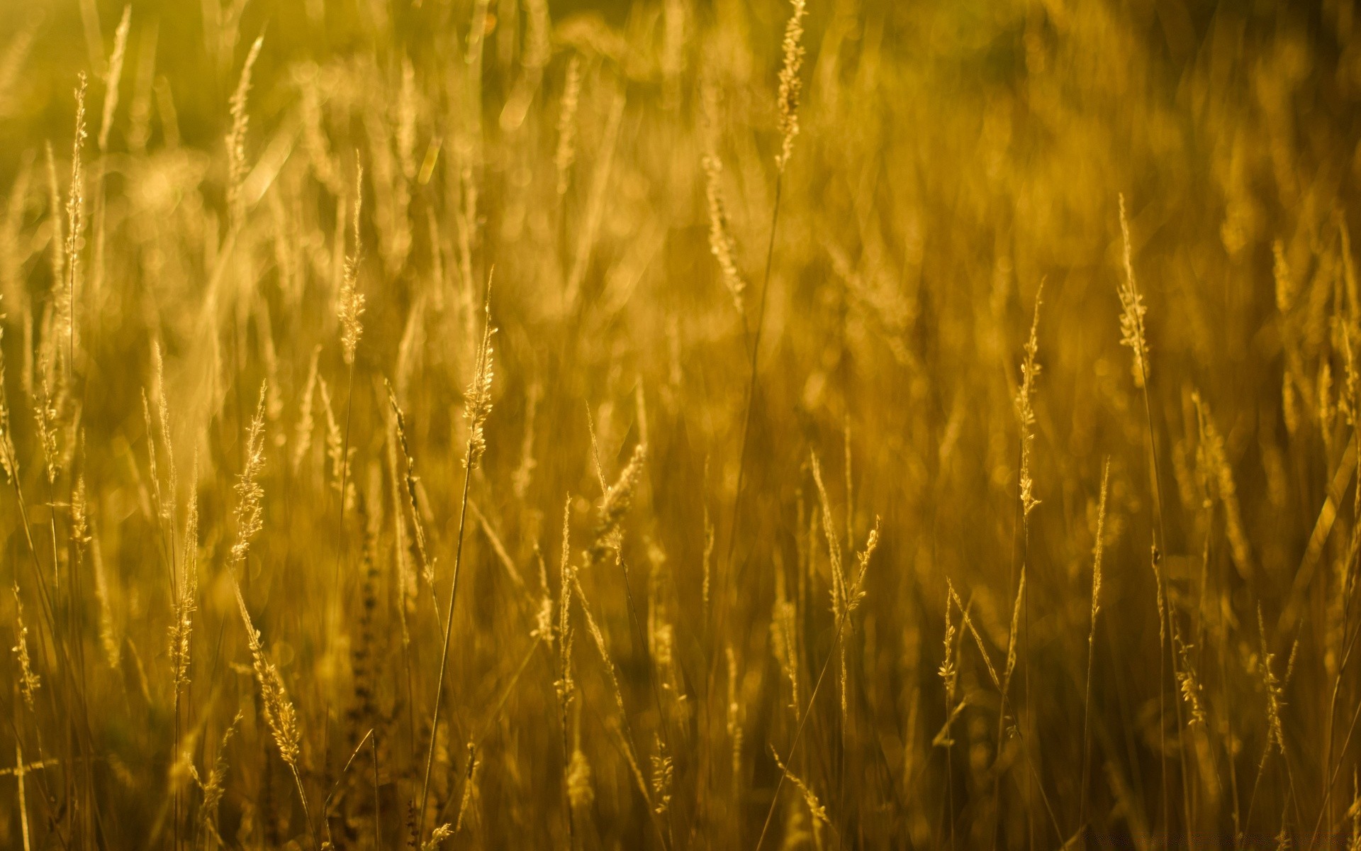 bokeh wheat cereal rural corn field farm straw pasture crop bread growth rye agriculture gold seed sun countryside nature farmland barley