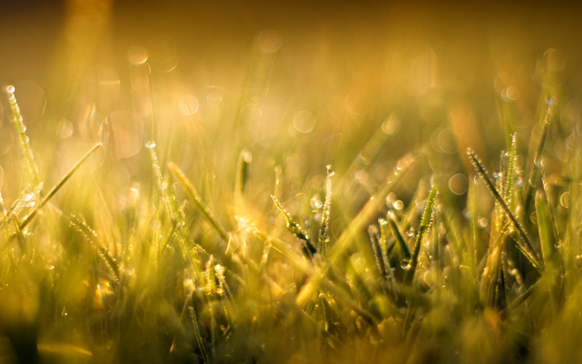 bokeh grass field sun hayfield rural dawn summer fair weather nature lawn growth pasture bright countryside season gold wheat blur flora farm