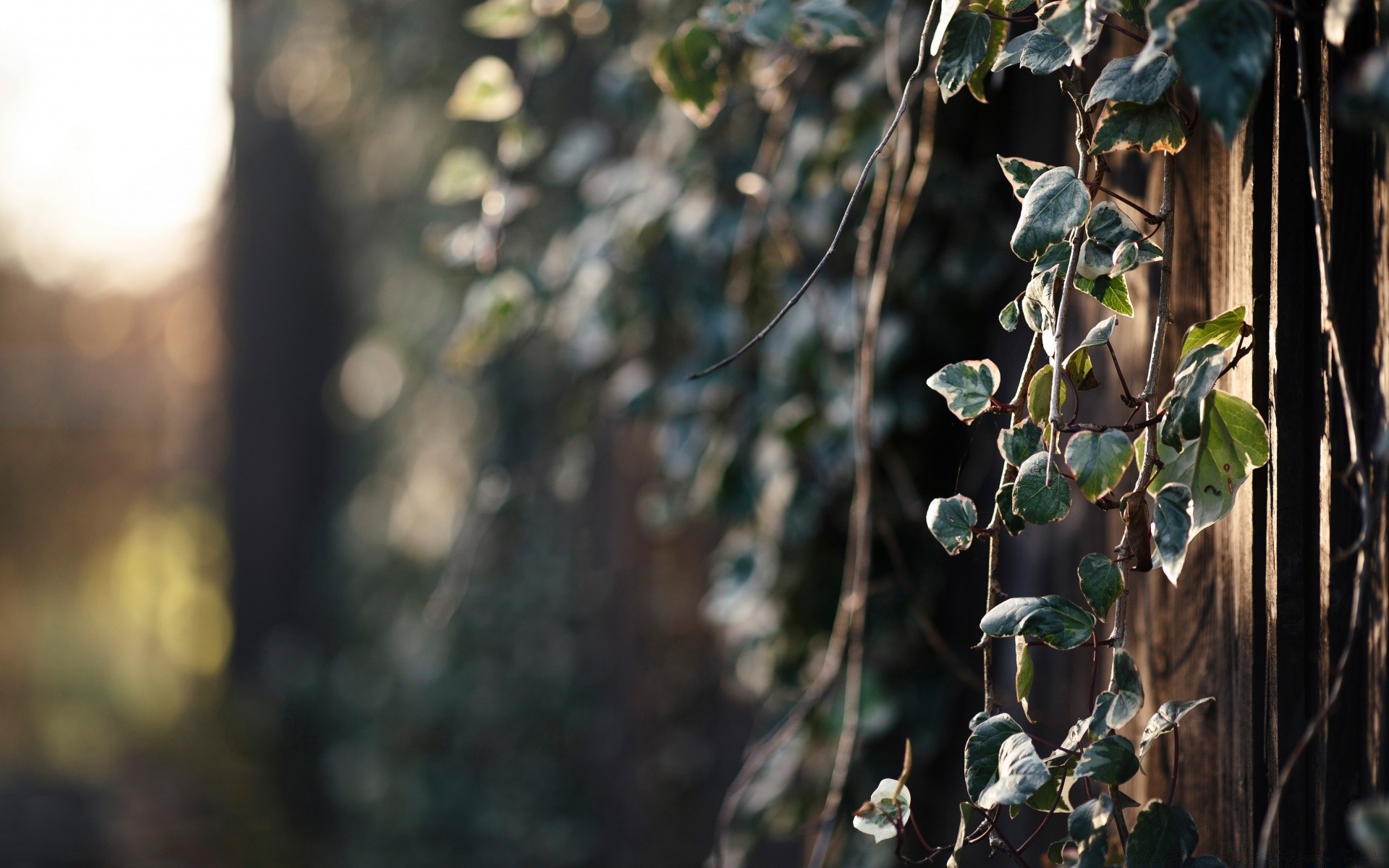 bokeh liść drzewo natura drewno kwiat na zewnątrz zima oddział flora