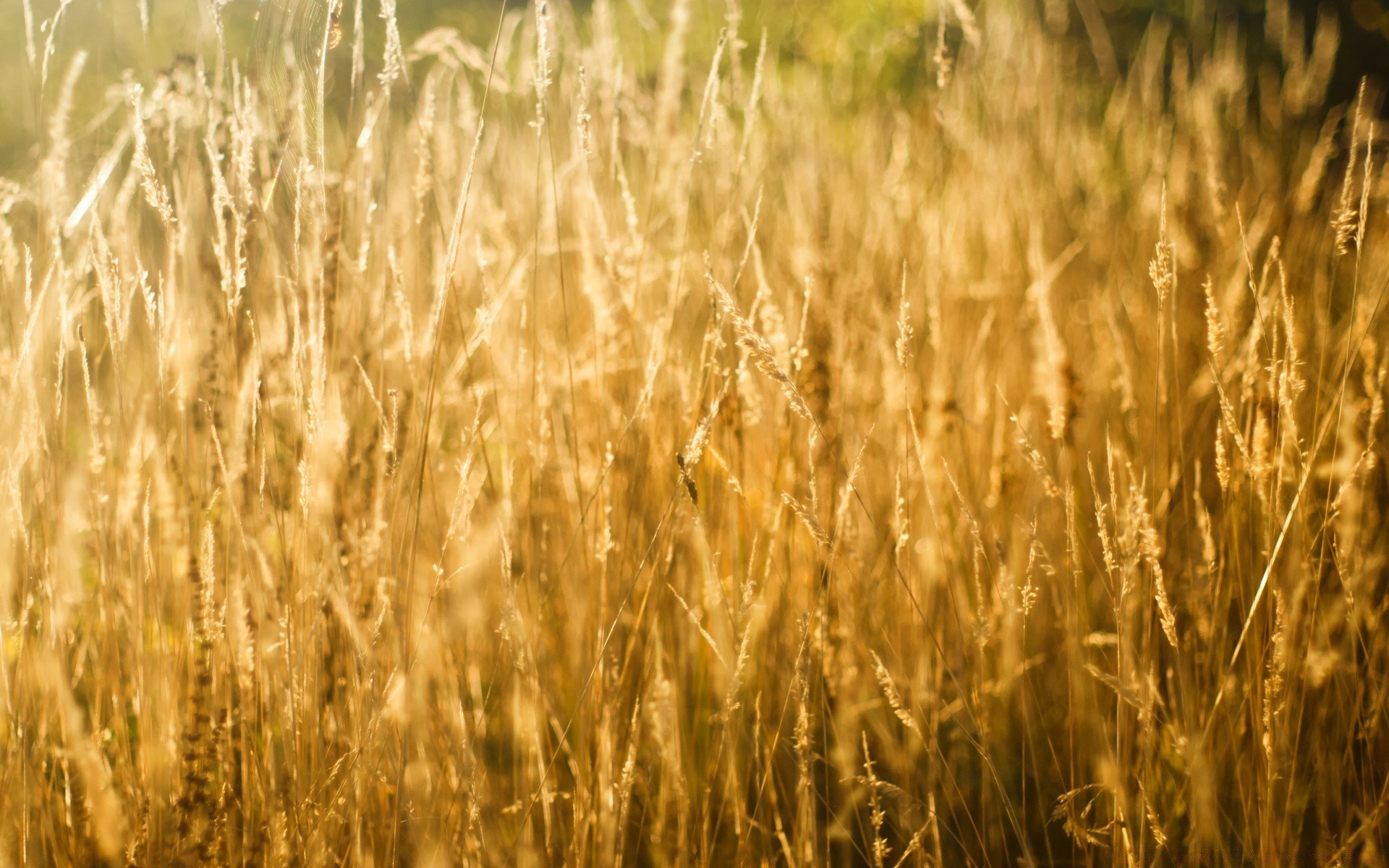 bokeh cereal wheat corn rural field straw pasture bread growth crop farm gold rye nature seed grass agriculture farmland countryside