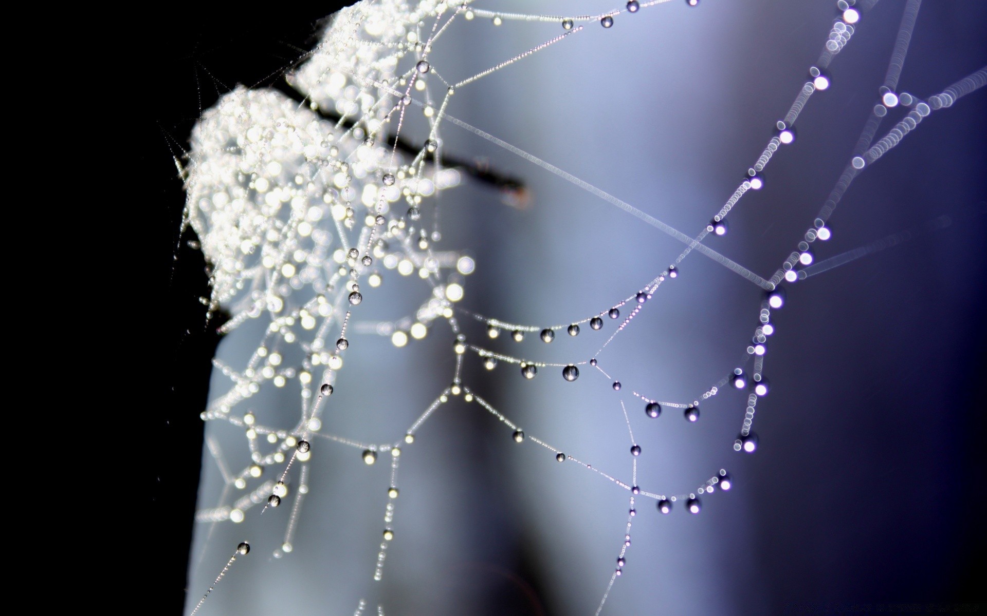 bokeh toile d araignée araignée toile d araignée rosée piège arachnide web chute pluie nature eau fil connexion humide complexité rosée danger lumineux