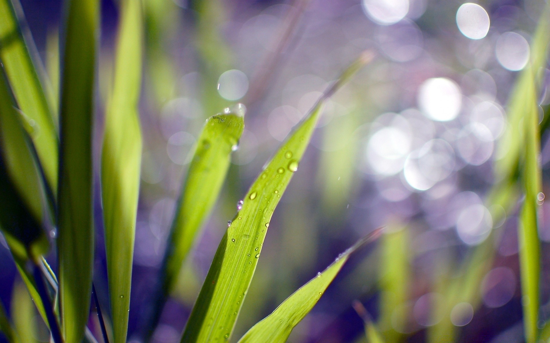 bokeh flore nature feuille jardin croissance été herbe couleur lumineux environnement gros plan flou fraîcheur luxuriante beau temps pluie champ soleil