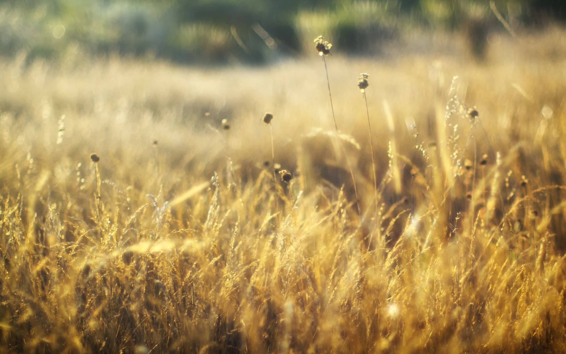 bokeh campo grano fiocchi fattoria rurale pascolo erba oro agricoltura campagna raccolto natura crescita mais paglia paesaggio fieno sole all aperto paese